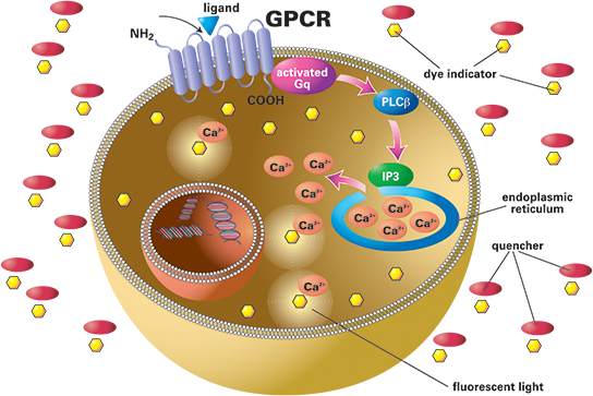 comparison of intracellular calcium measurements with flipr calcium assay